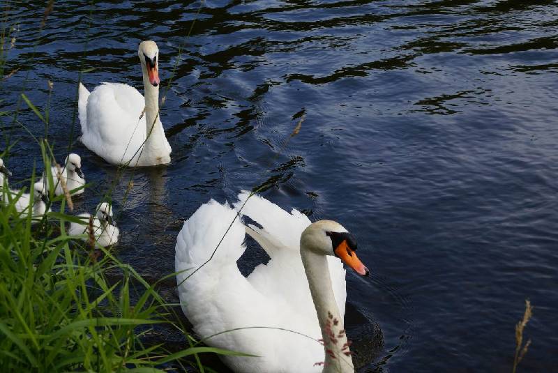 Schwaene auf der Sauer Bild Nr.035